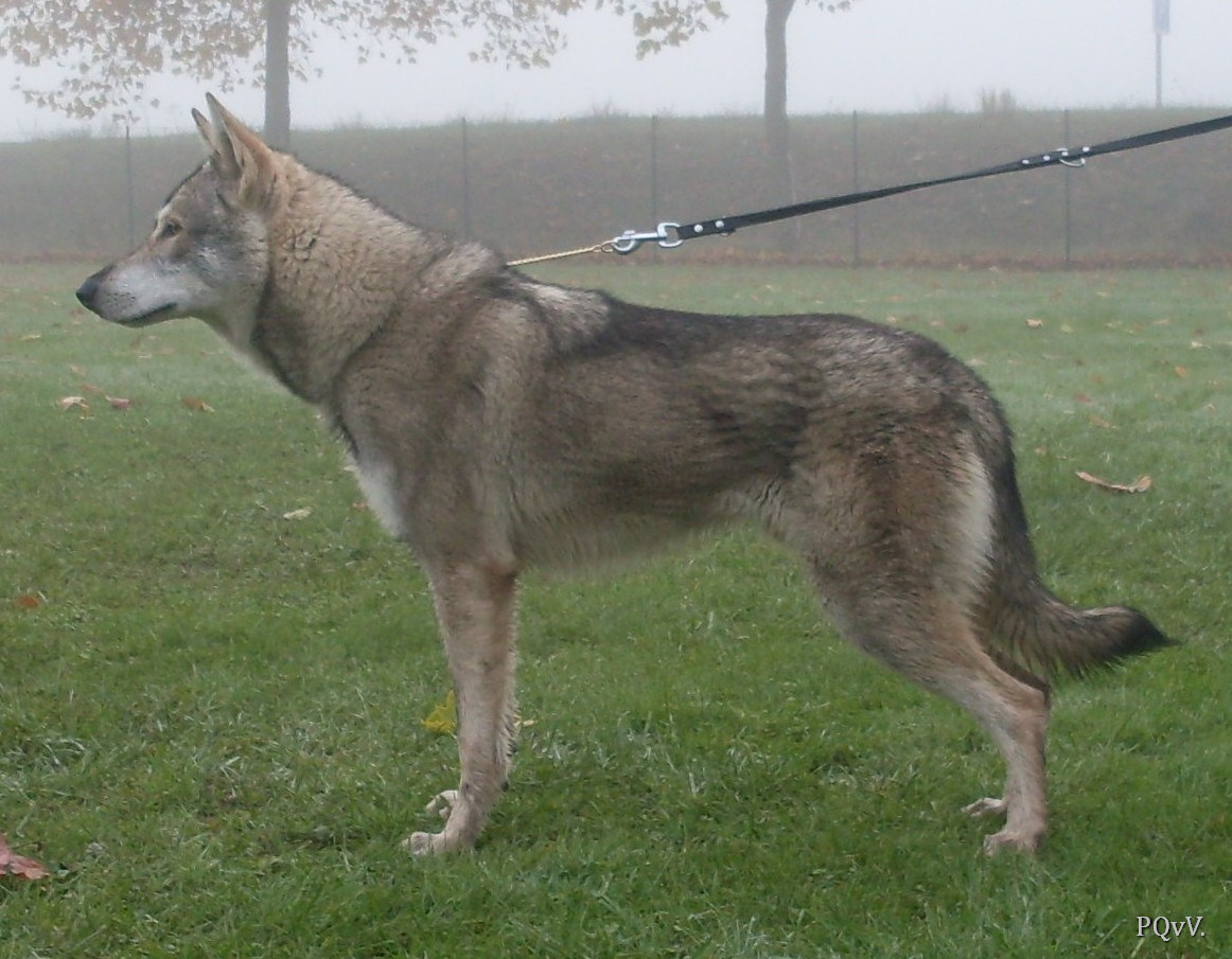  Geant Rocheux ar Borin Braz